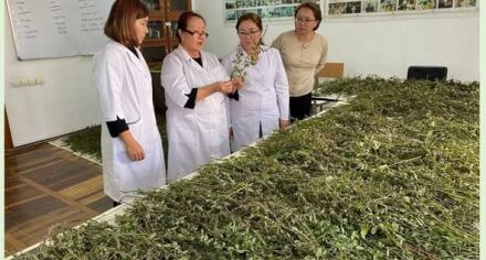 КГМА: школьники школы №74 познакомились с наукой о лекарственных растениях